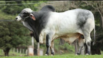ELANO FIV 