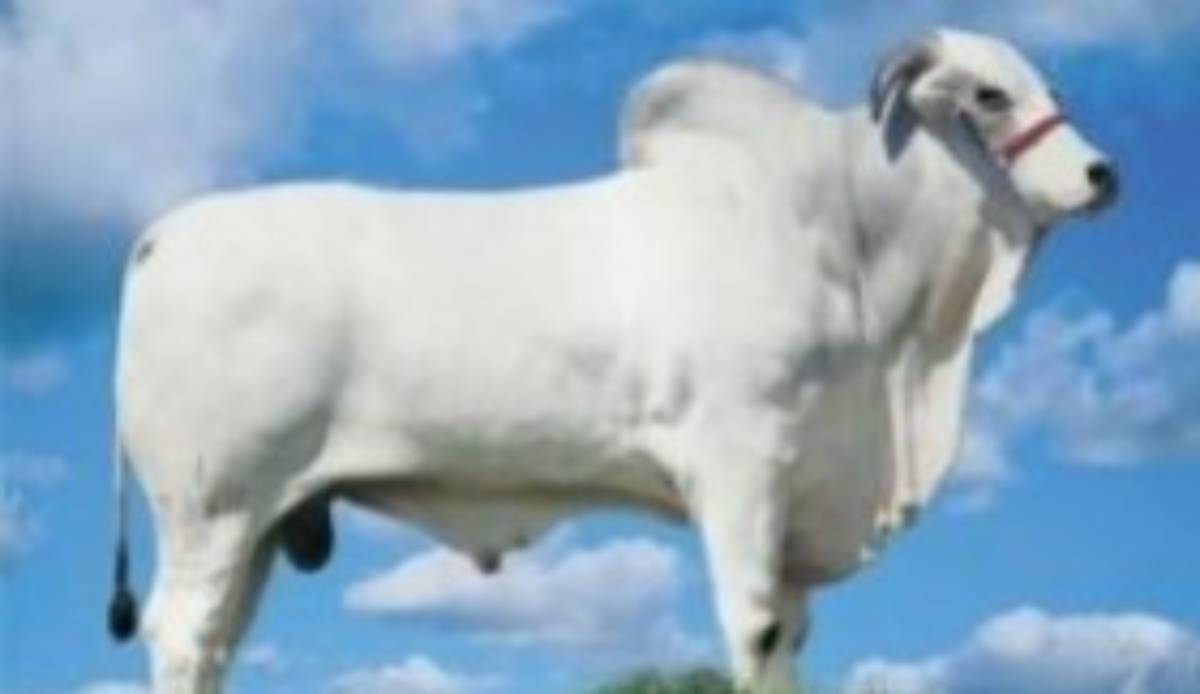 CHAFARIZ SR - I2352