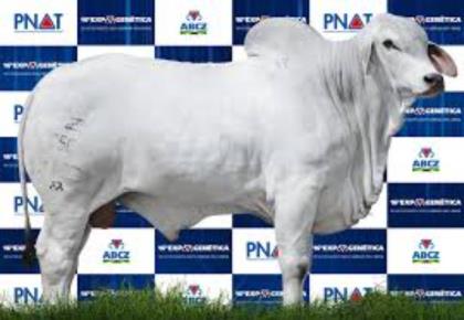 ZIMBRO DO CORREGO