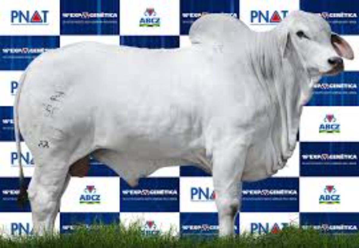 ZIMBRO DO CORREGO