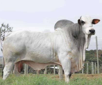 LANDAU DA DI GENIO