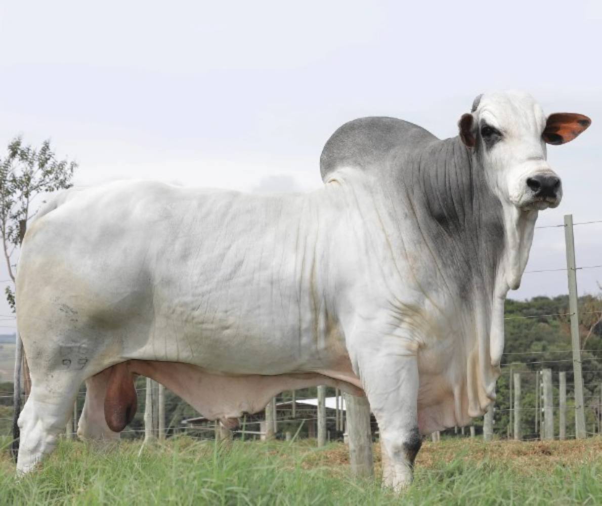 LANDAU DA DI GENIO