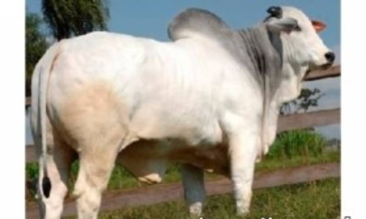 IKARAN FIV DA 2L