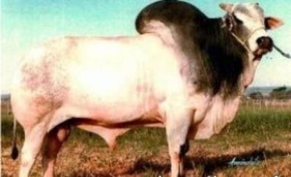 ITAU DA ZEB