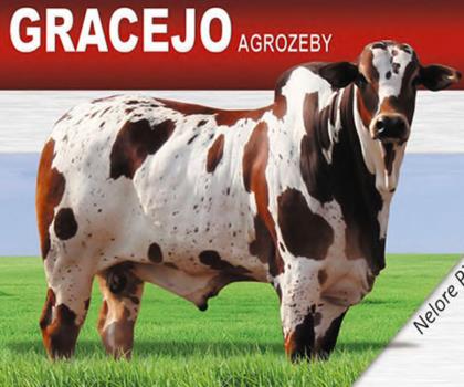 GRACEJO AGROZEBY - NELORE PINTADO