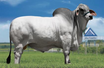MR. ARAGUAIA UBER 461