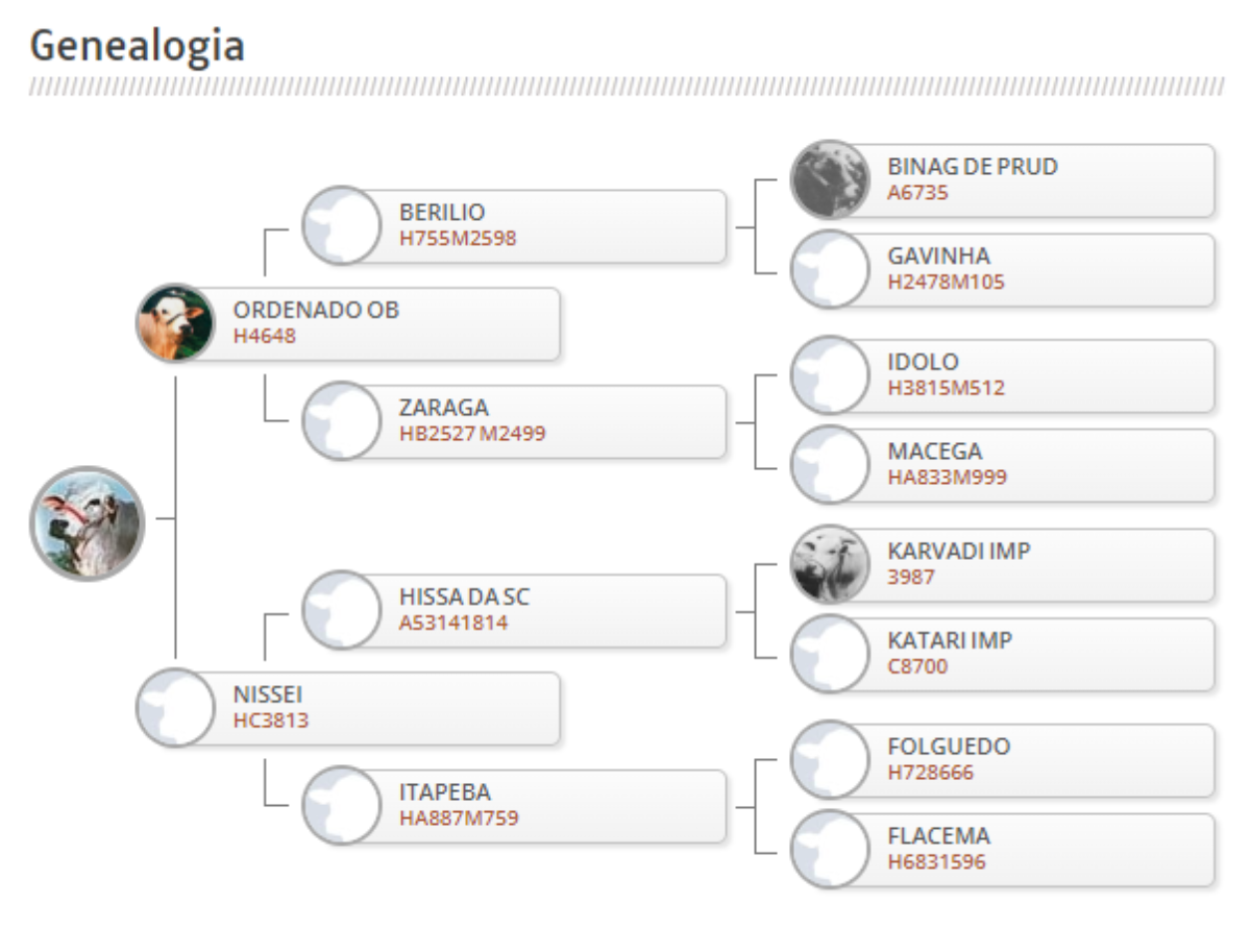LAJEDO OB