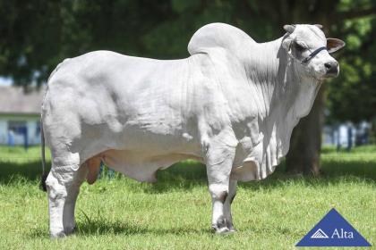 NERO DE NAVIRAI