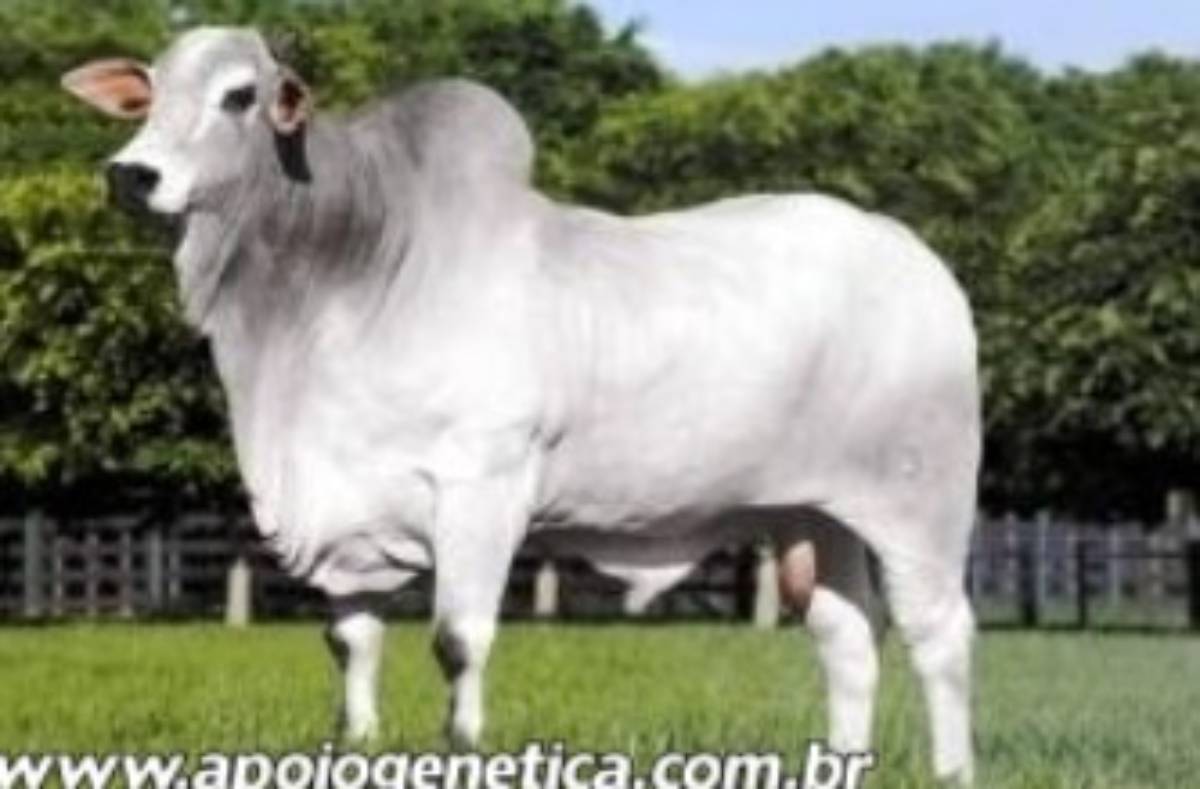 SUPERIOR TE DE NAVIRAI