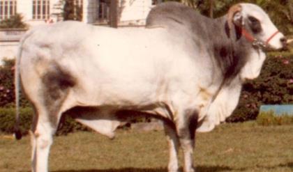 VAREDO DA INDIANA