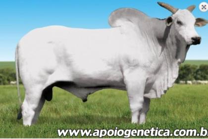JANGUEDO DO ARROIO