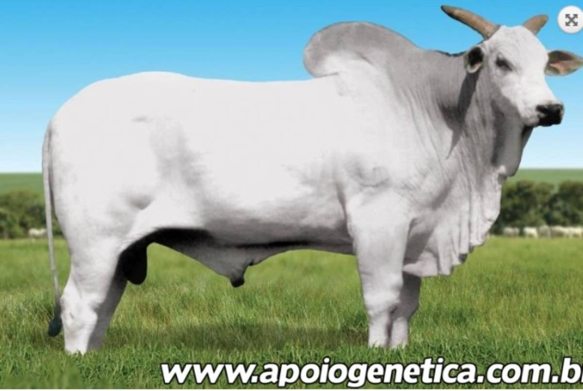 JANGUEDO DO ARROIO