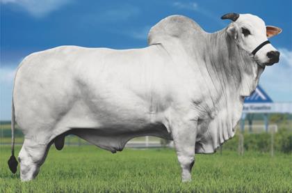 AGROPECUARIA NAVIRAI