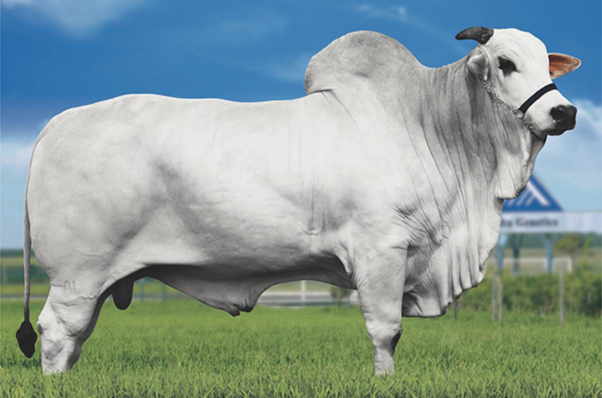 AGROPECUARIA NAVIRAI