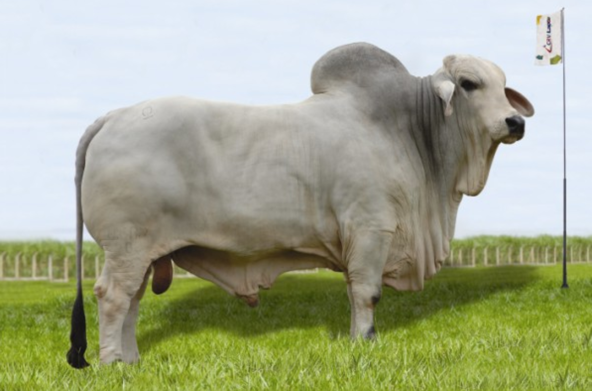 QUERENÇA 702