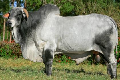 BAÚ (TECO 94)