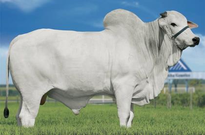 BERILO TG