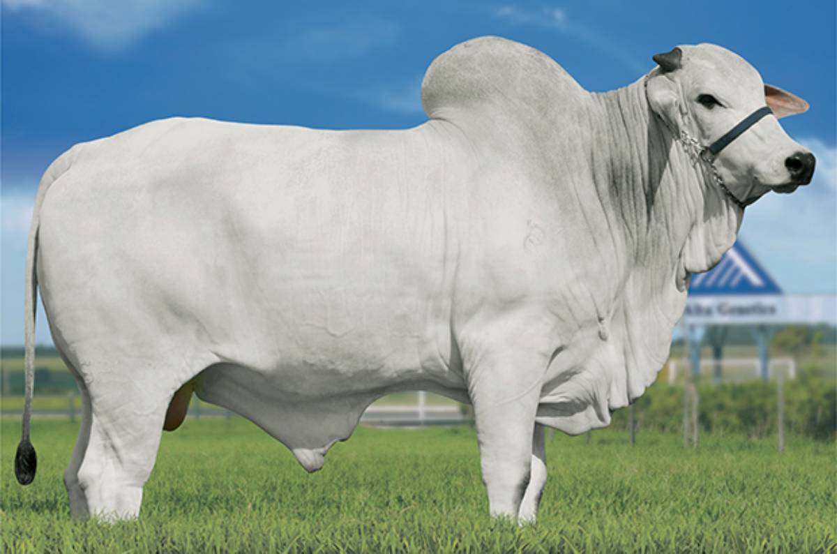 BERILO TG