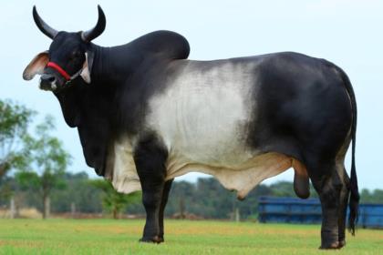 BARRA JANGO FIV
