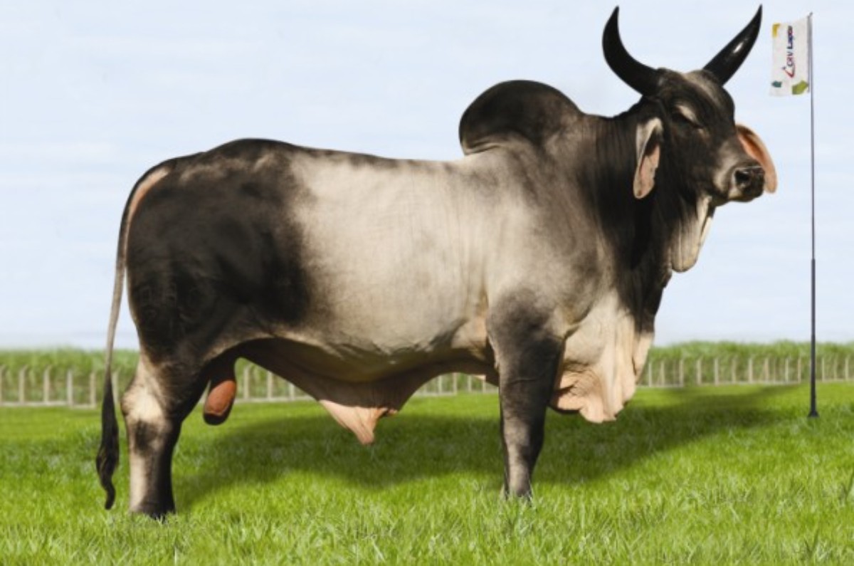 CARIMBÓ