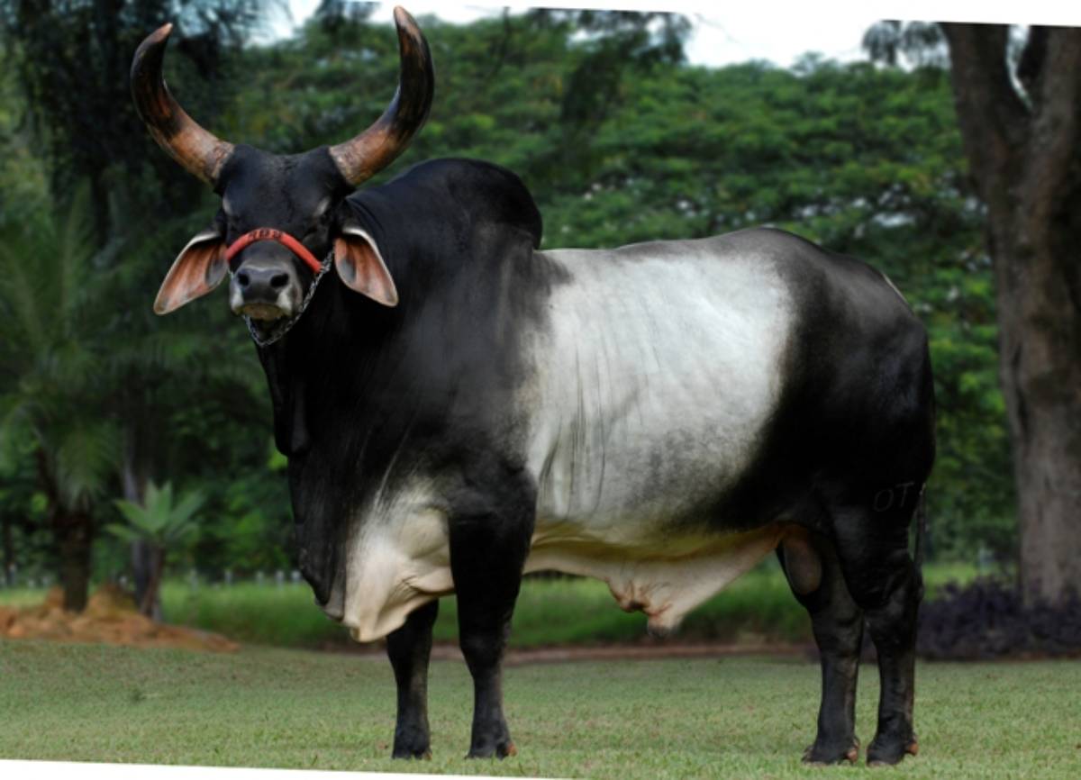 DHARANG POI OT