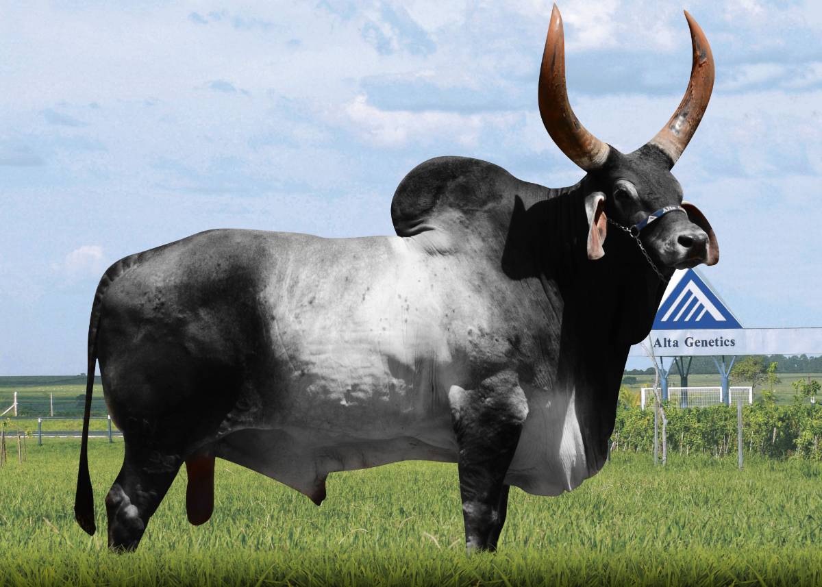 MARABÁ S