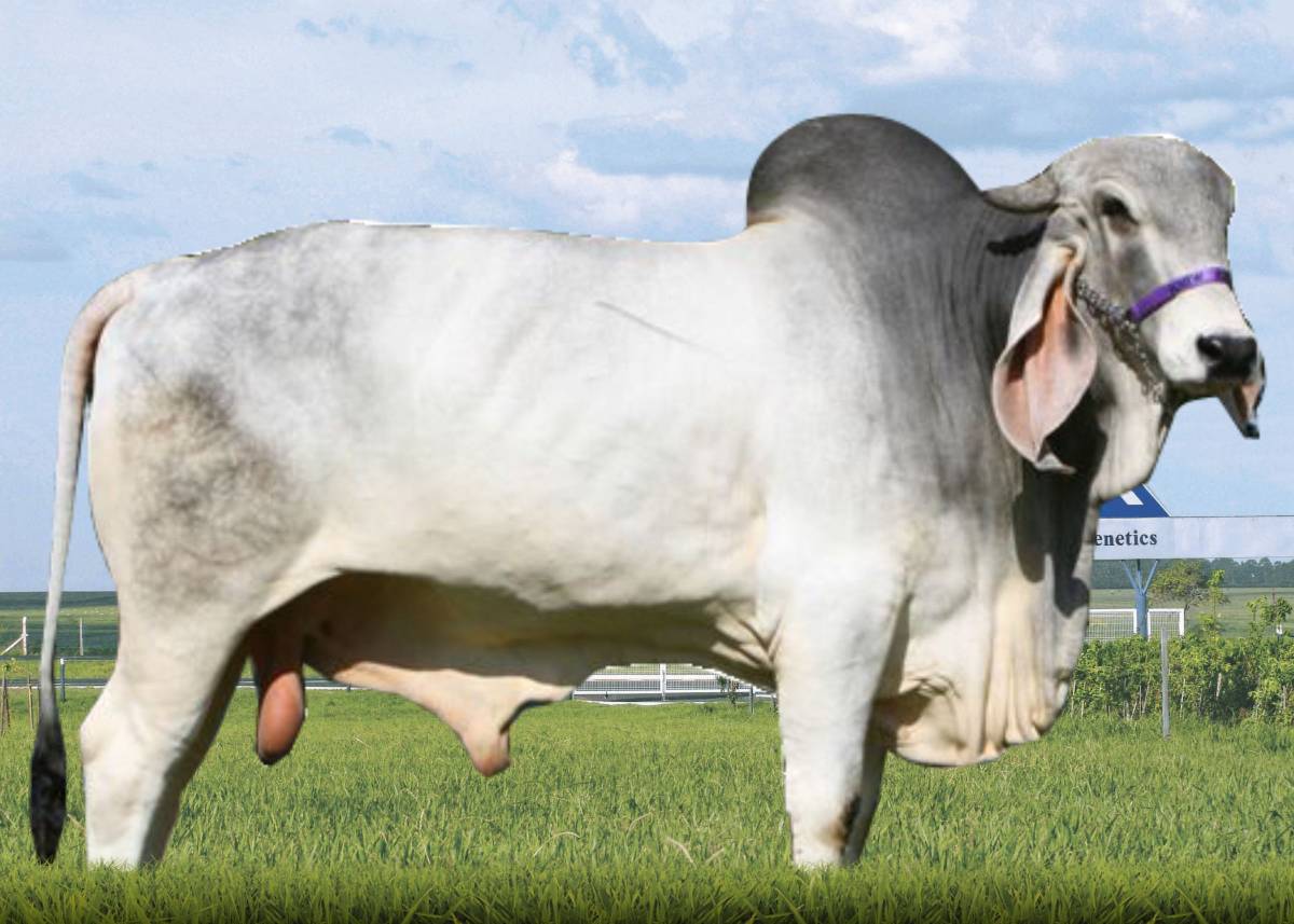 BACARÁ