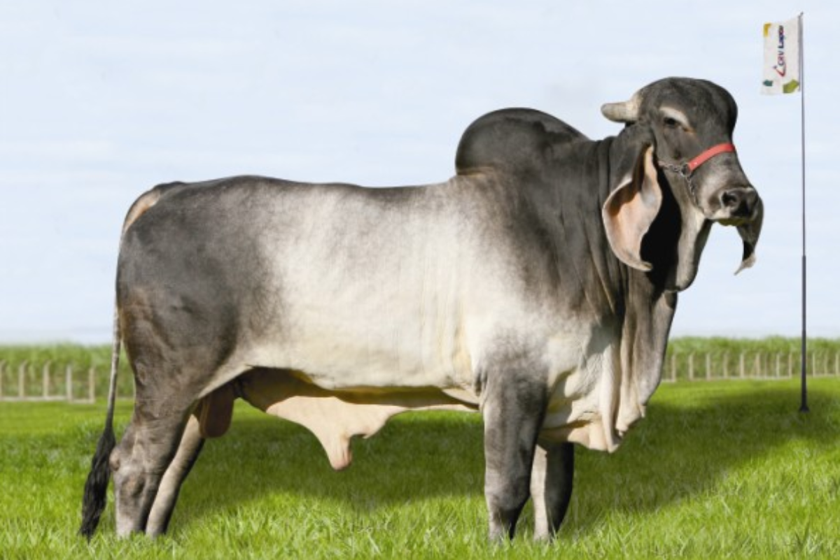 NITRATO