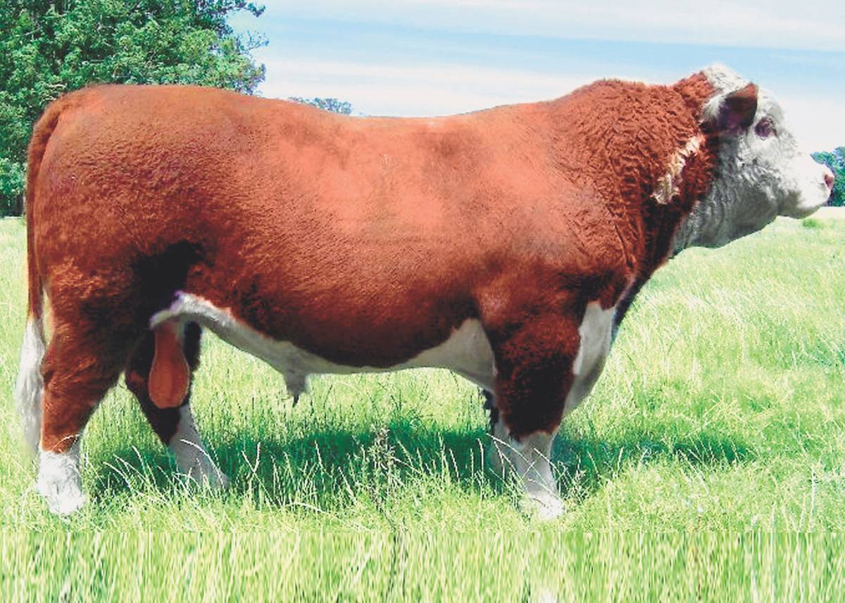 BUCANERO