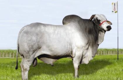 C2569 DA MN (JAMANTA)