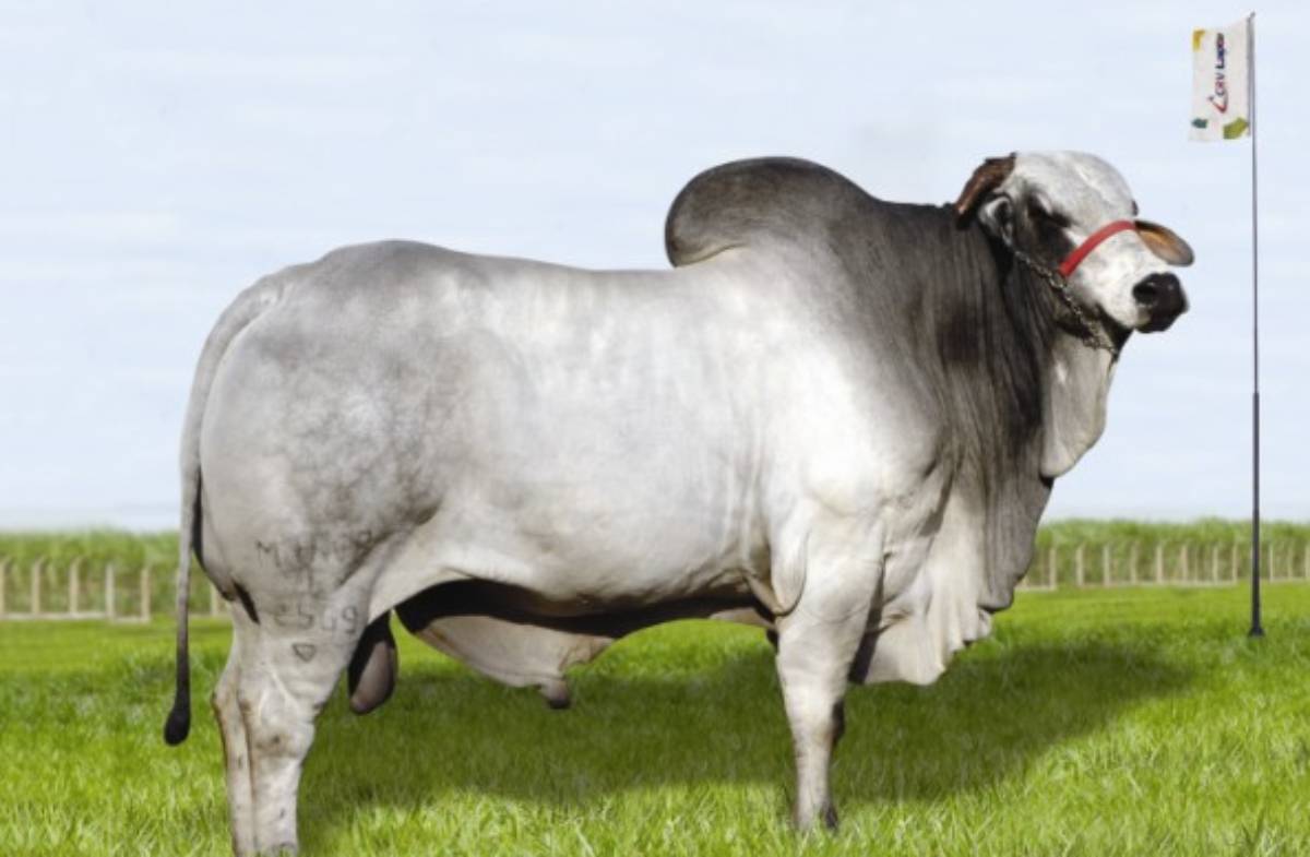 C2569 DA MN (JAMANTA)