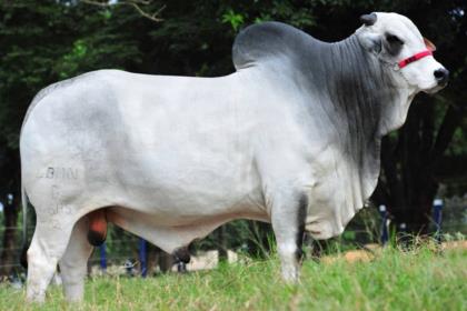 CAMPEÃO (D4685 DA MN)