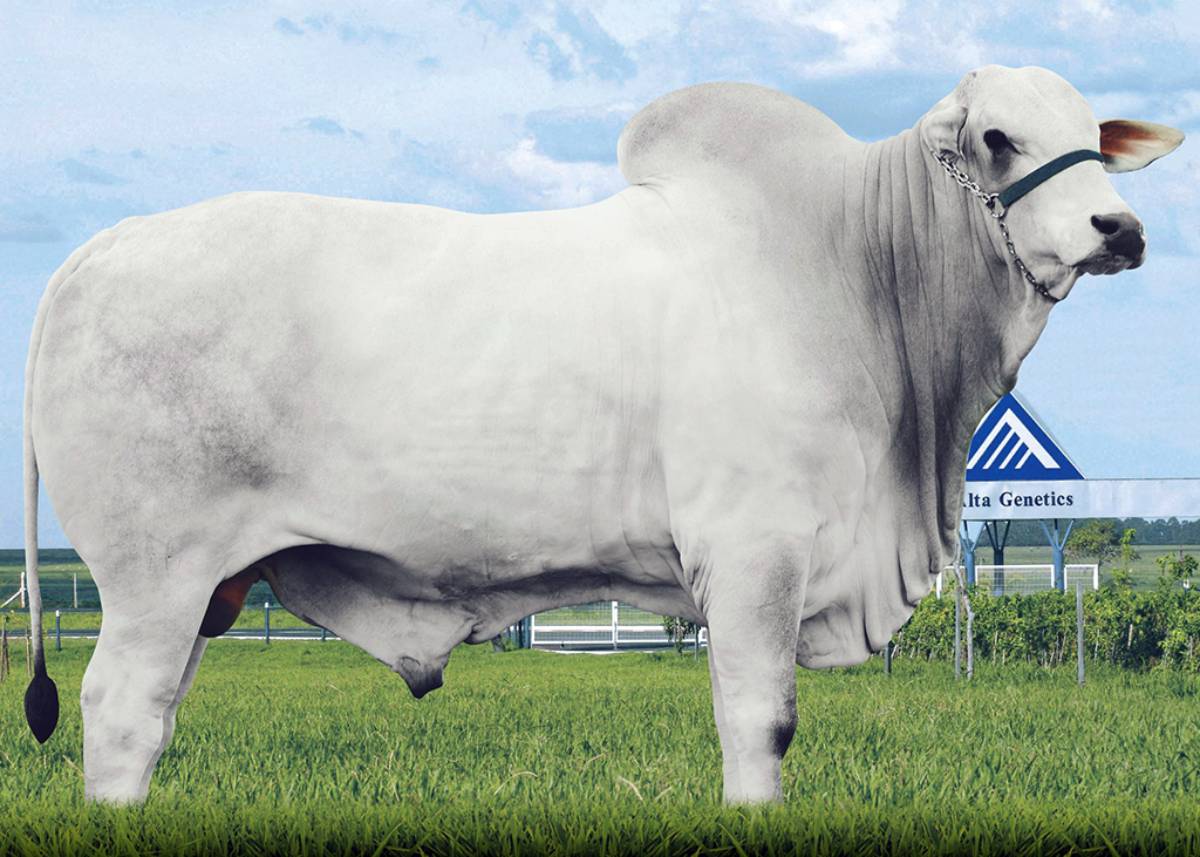 MELK JAPARANDUBA