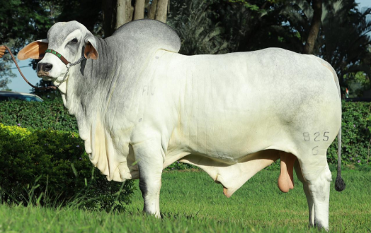 CACIFE FIV DA GE 05
