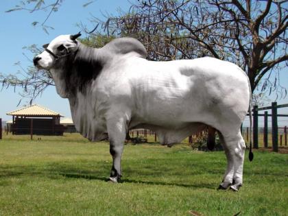CHIVA DA NELORE