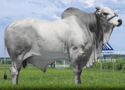 D2318 da MN