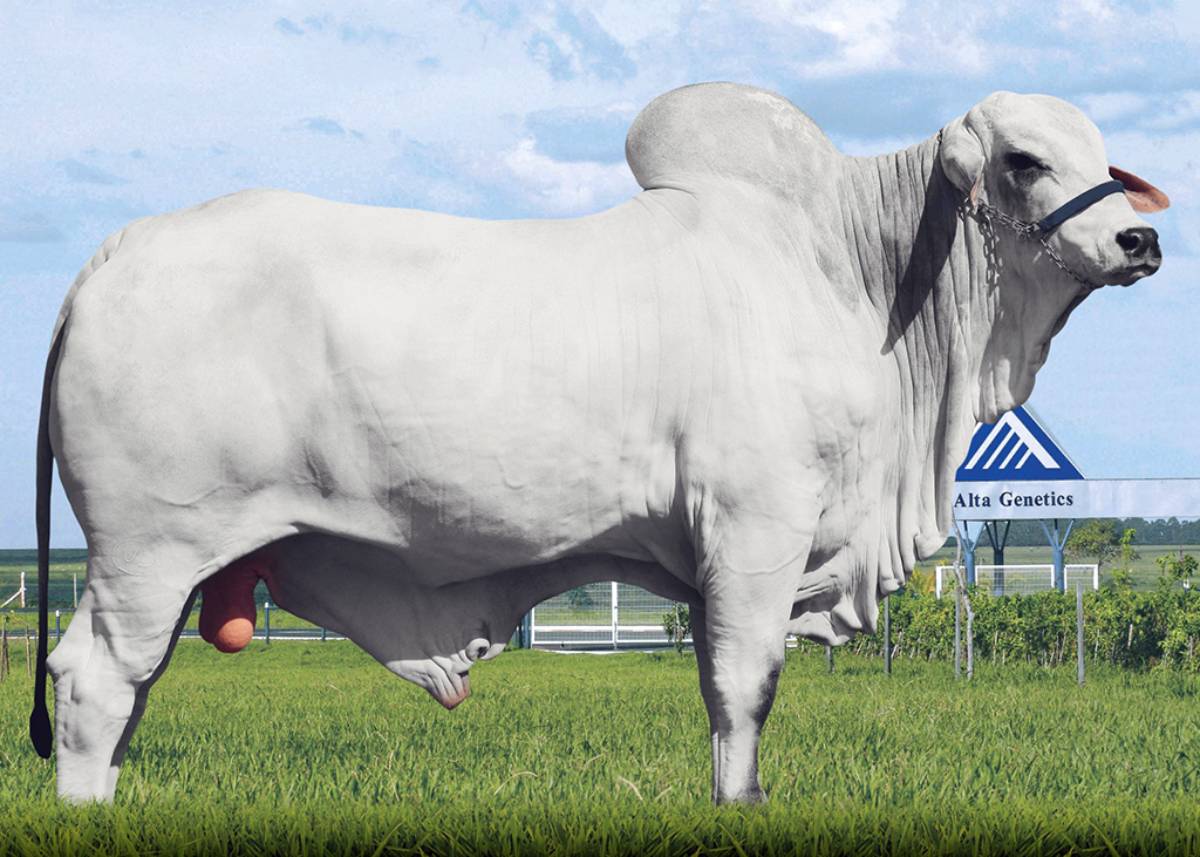 SUDÃO FIV DE CV