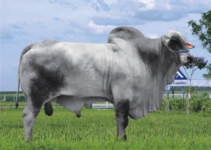 VOLTAIRE II TE JR DA RS