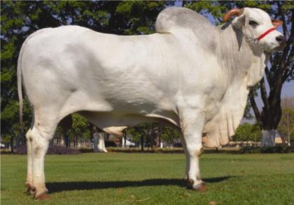 CABARÉ DA SAMÉLIA