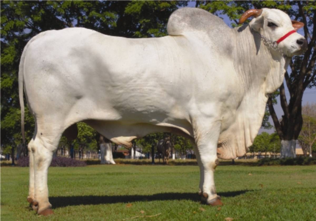 CABARÉ DA SAMÉLIA