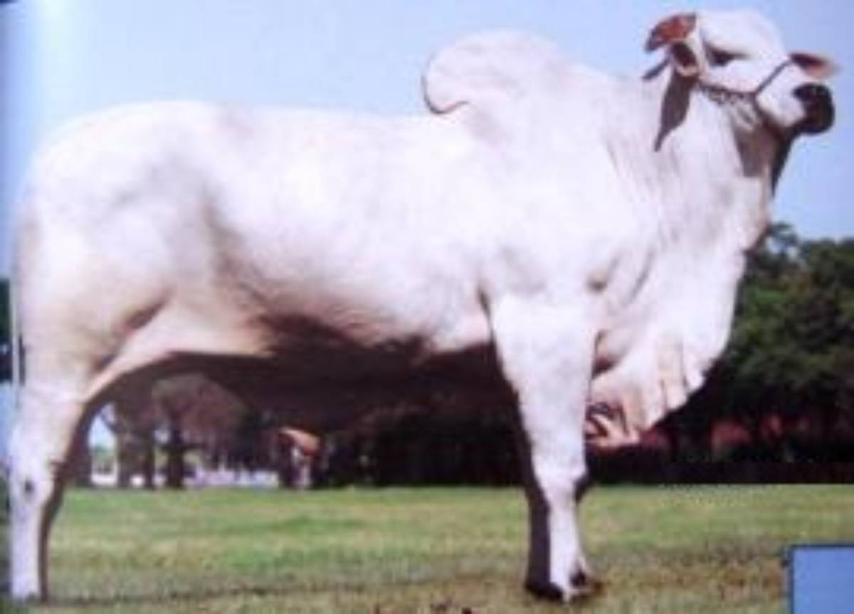 FRAGMENTO DA MATA VELHA