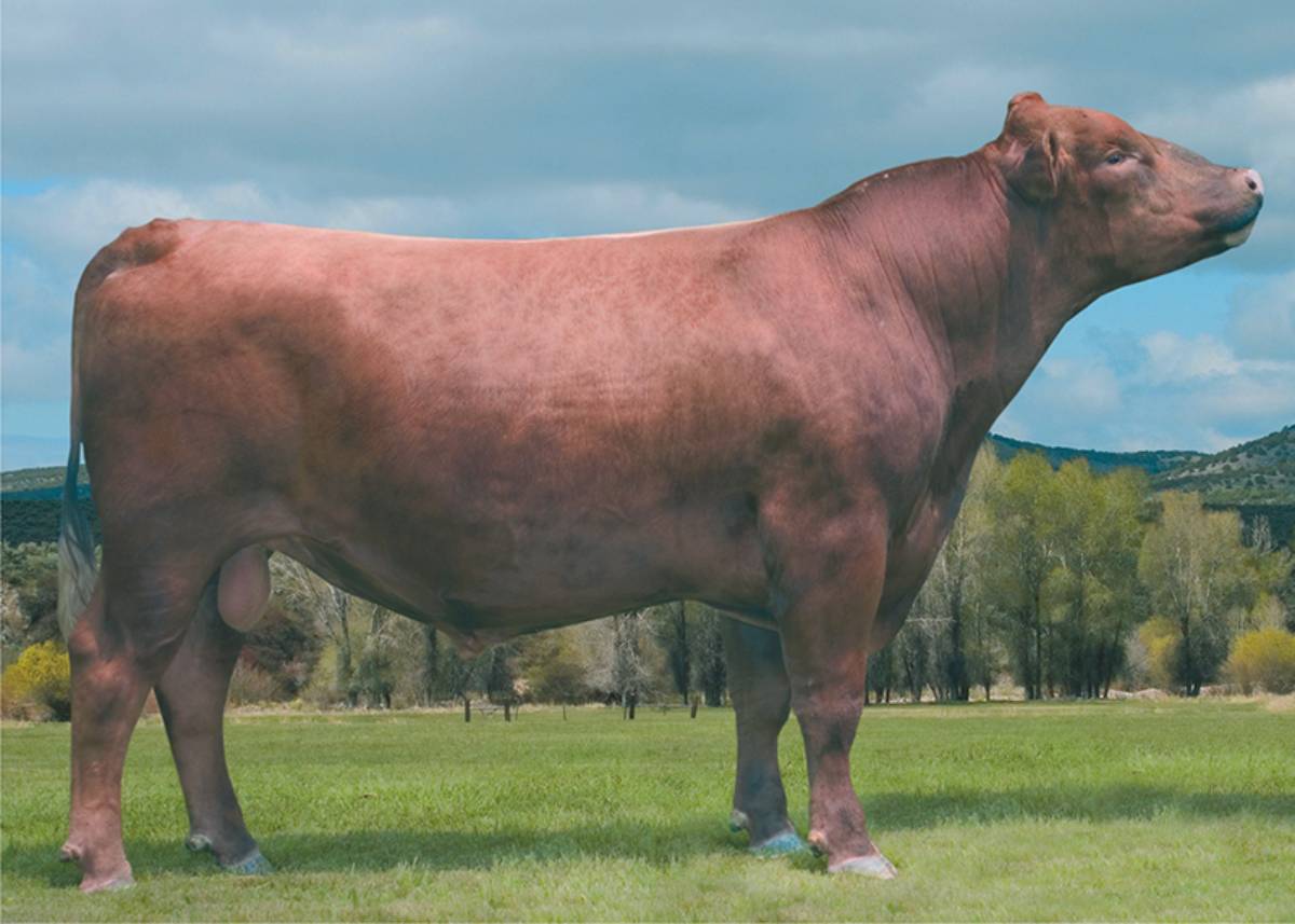 BROWN CHEYENNE