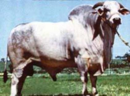 FAULAD DA SC