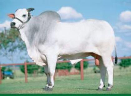 THANDU TE POI BRUMADO