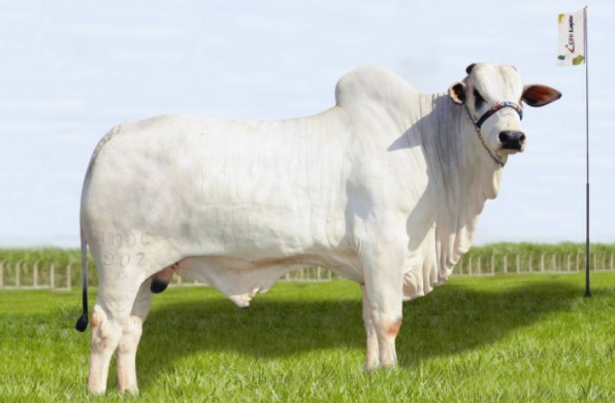 ESTAMPA