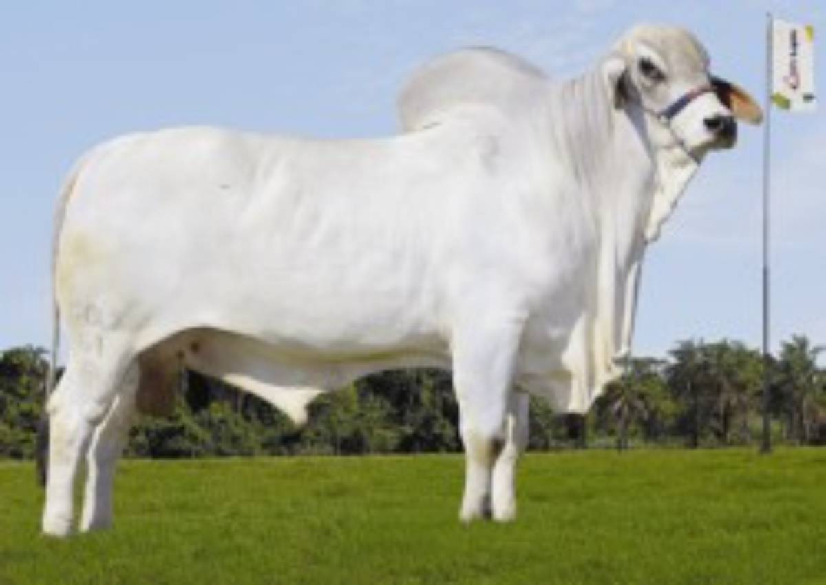 BANSUR FIV  DA GOLY