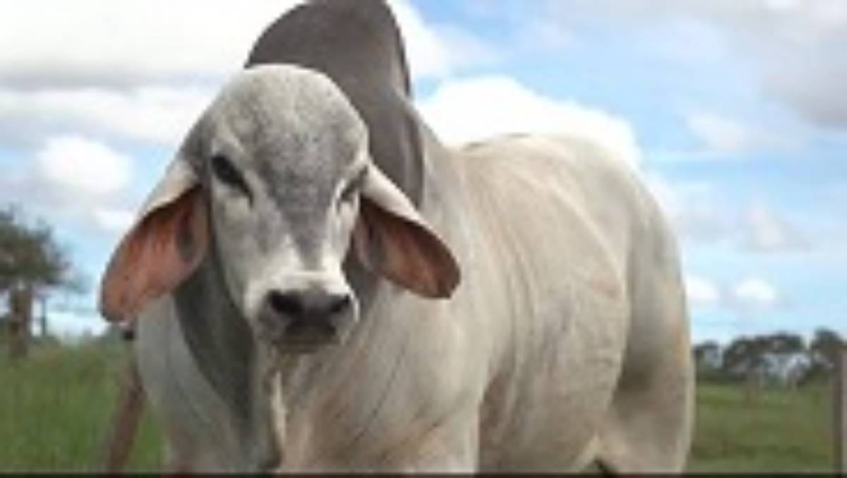 BUCK FIV CABO VERDE