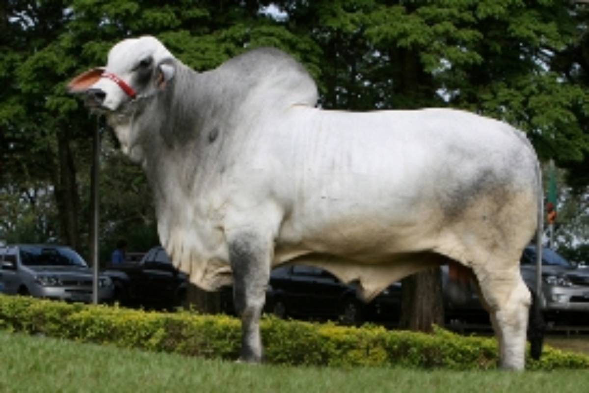 CERTEIRO FIV DA DORN