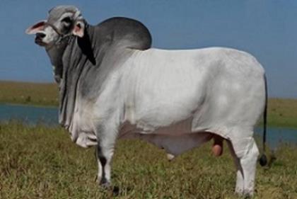 DGANO FIV DA NGT