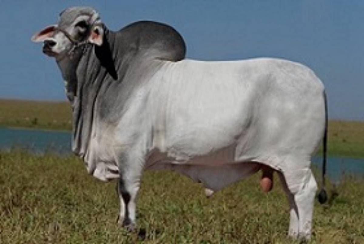 DGANO FIV DA NGT